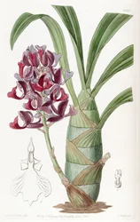 Mormodes atropurpurea